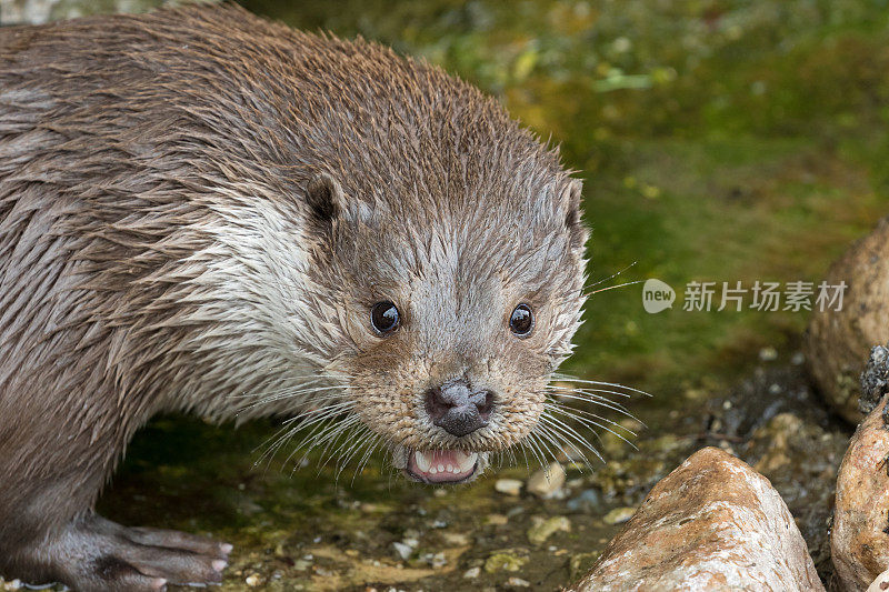 欧洲水獭(Lutra Lutra)特写